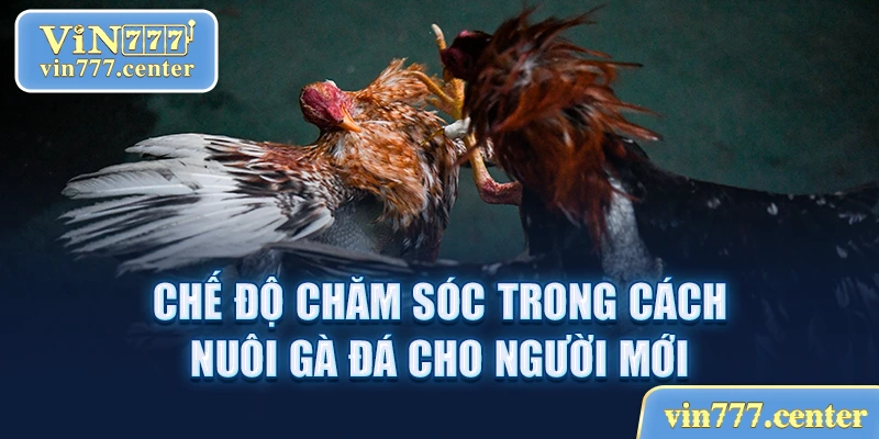 Chế độ chăm sóc gà chọi cho người mới