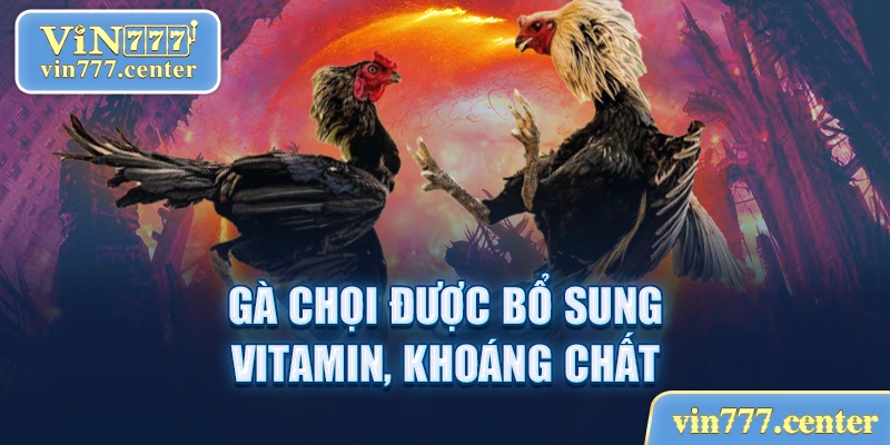 Bổ sung vitamin, khoáng chất khi nuôi gà chọi