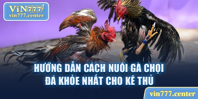 Hướng Dẫn Cách Nuôi Gà Chọi Đá Khỏe Nhất Cho Kê Thủ