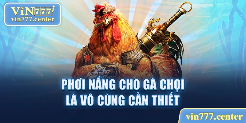 Phới nắng cho gà chọi là vô cùng cần thiết