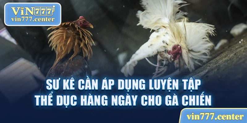 Sư kê cần áp dụng luyện tập thể dục hàng ngày cho gà chiến