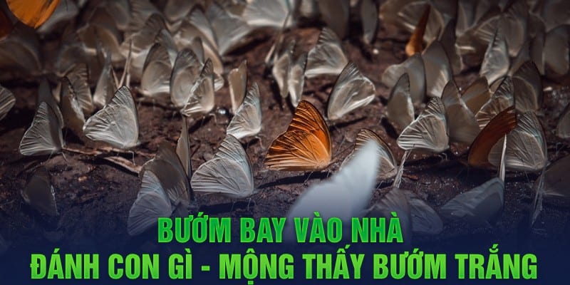 Bướm bay vào nhà đánh con gì - Mộng thấy bướm trắng