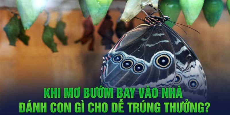 Khi mơ bướm bay vào nhà đánh con gì cho dễ trúng thưởng?