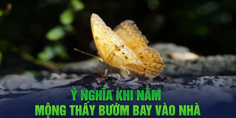 Ý nghĩa khi nằm mộng thấy bướm bay vào nhà